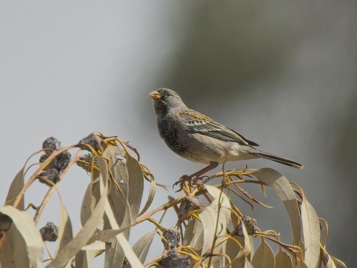 Mourning Sierra Finch - ML647298248