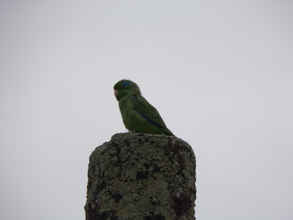 Spectacled Parrotlet - ML647298250