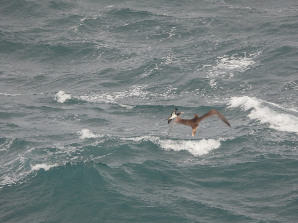 Brown Booby - ML647298251