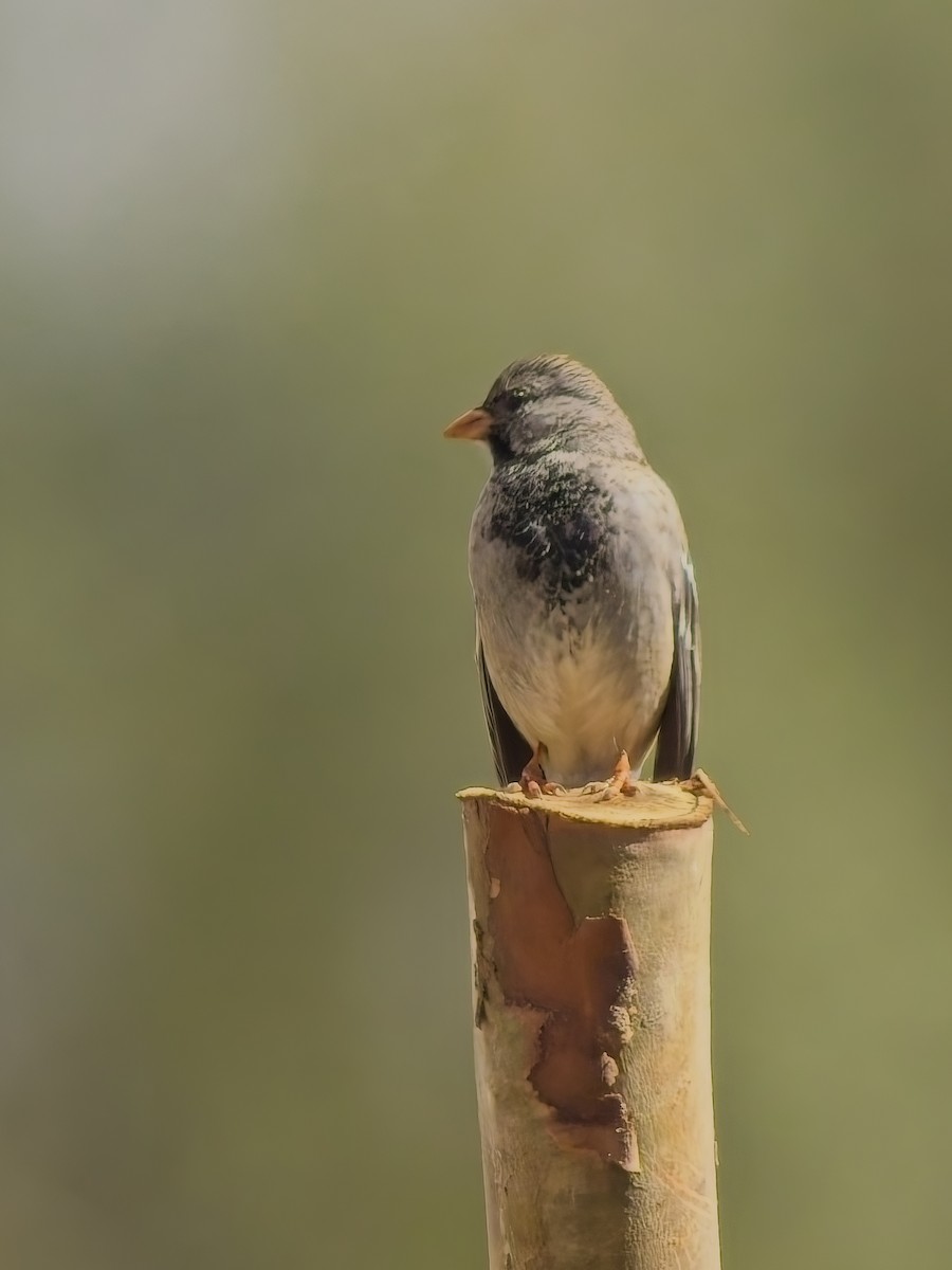 Mourning Sierra Finch - ML647298254