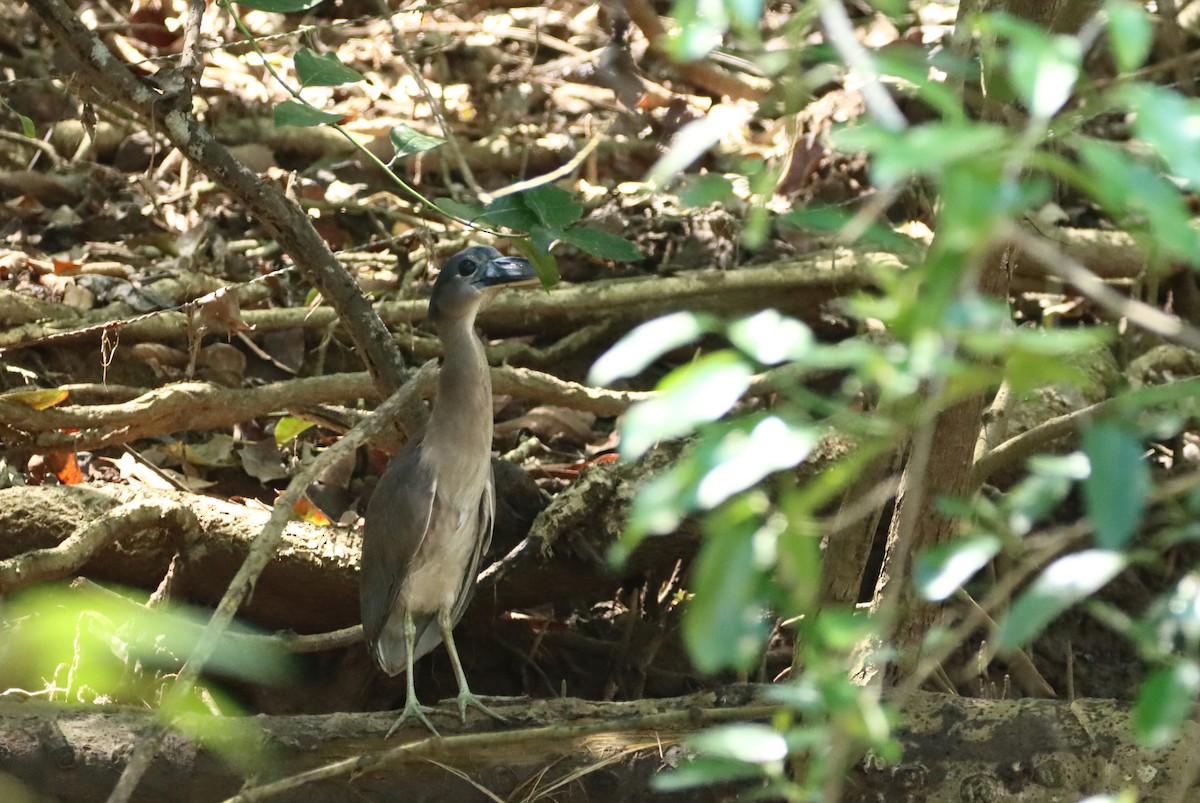 Boat-billed Heron - ML647298256