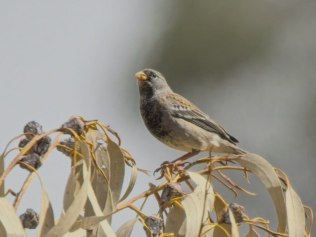 Mourning Sierra Finch - ML647298259