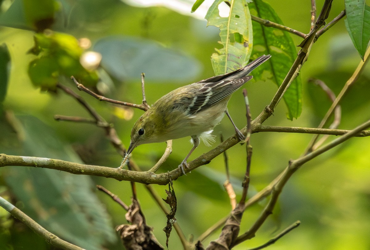 Reinita Castaña - ML647298261