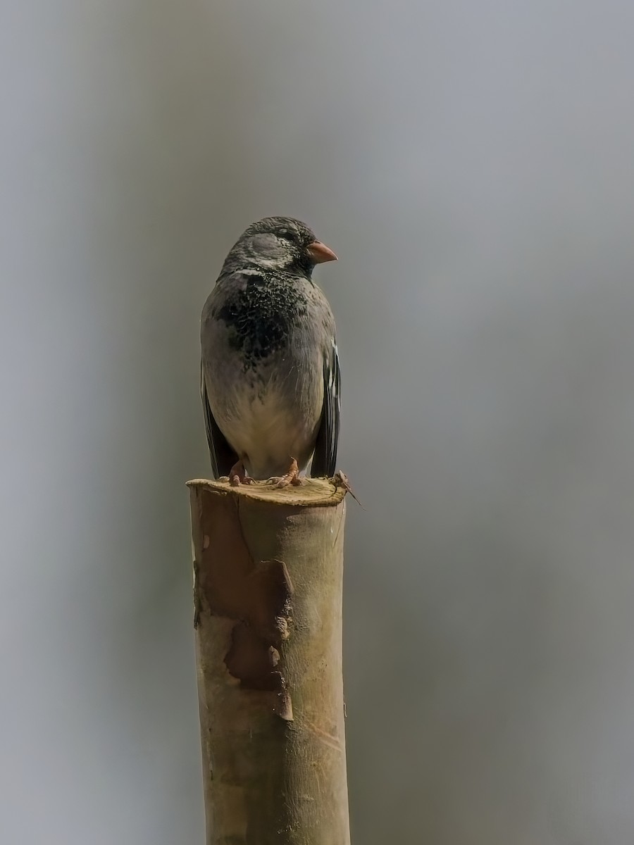 Mourning Sierra Finch - ML647298265