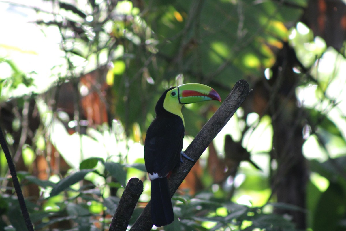 Keel-billed Toucan - ML647298274