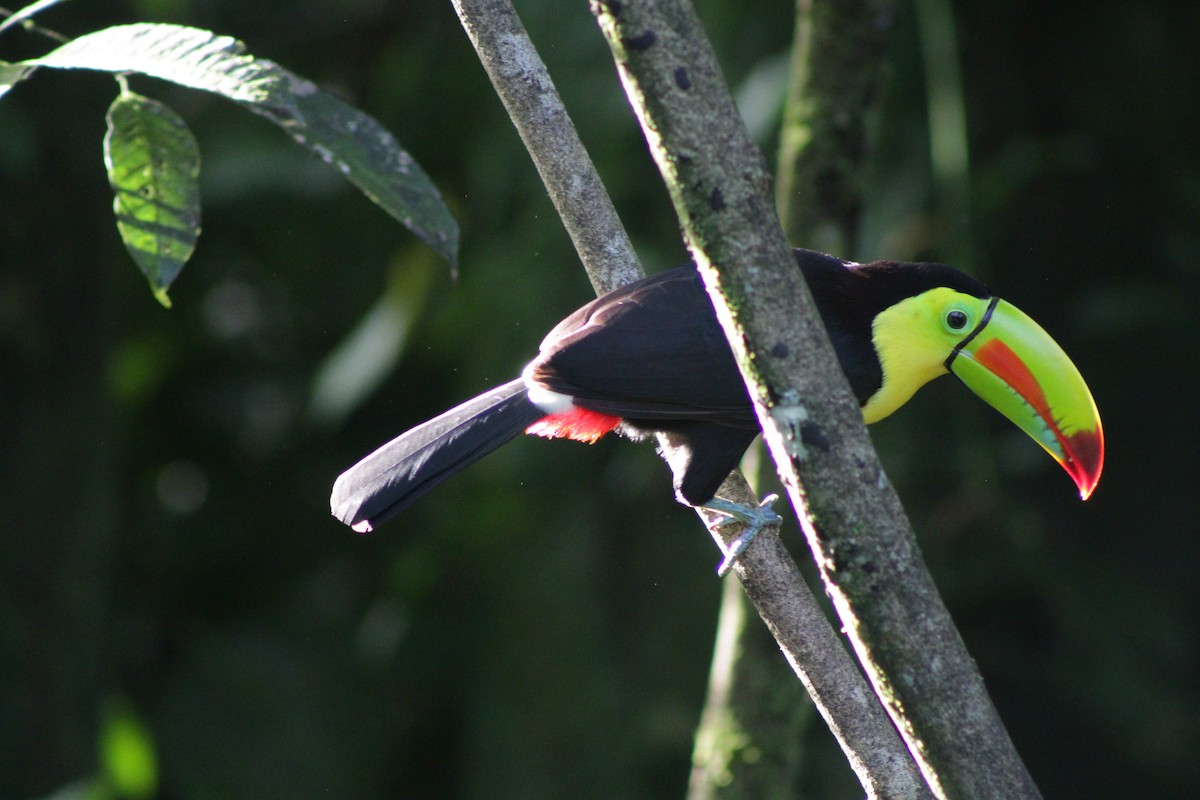 Keel-billed Toucan - ML647298275