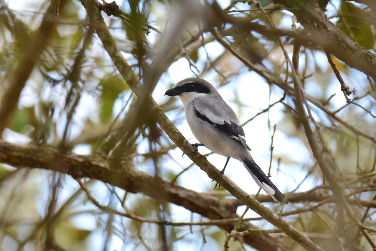 Alcaudón Americano - ML647298276