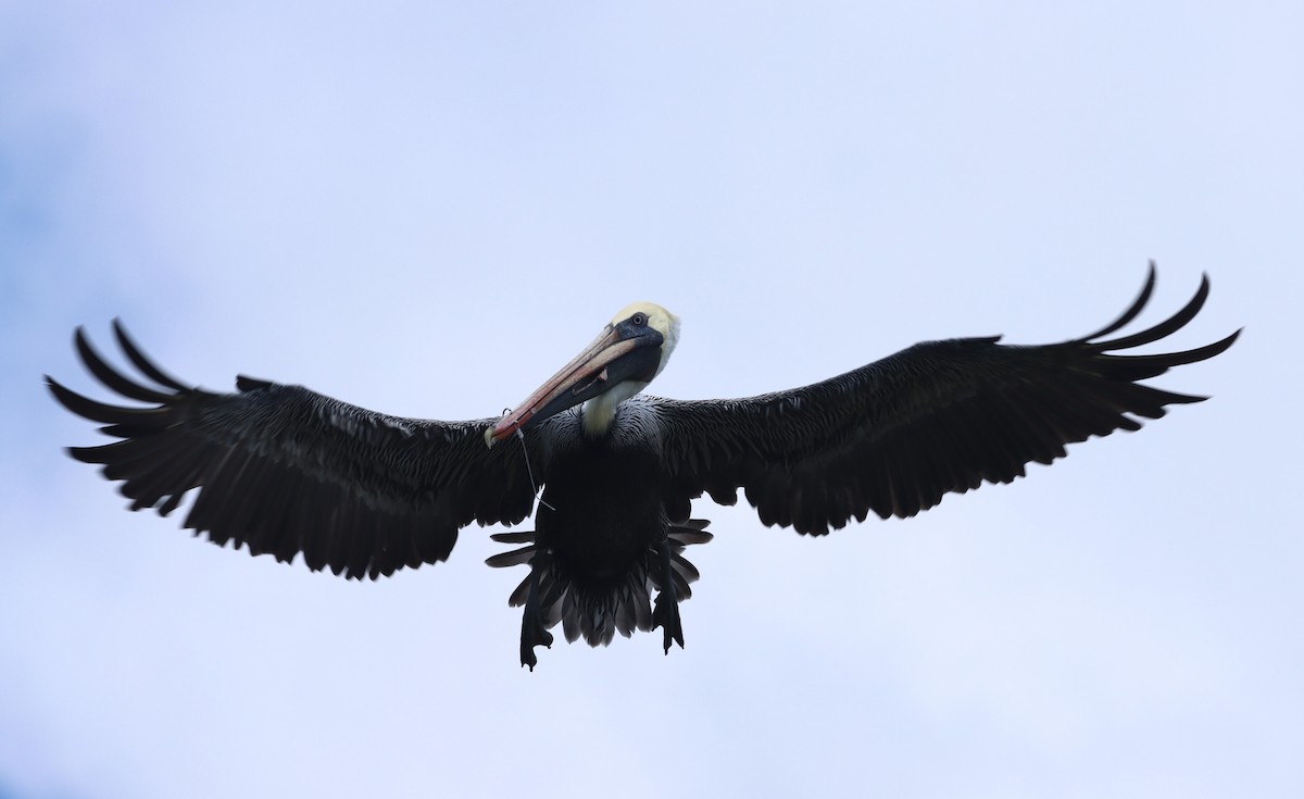 Pelícano Pardo - ML647298280