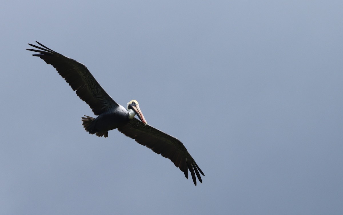 Pelícano Pardo - ML647298281