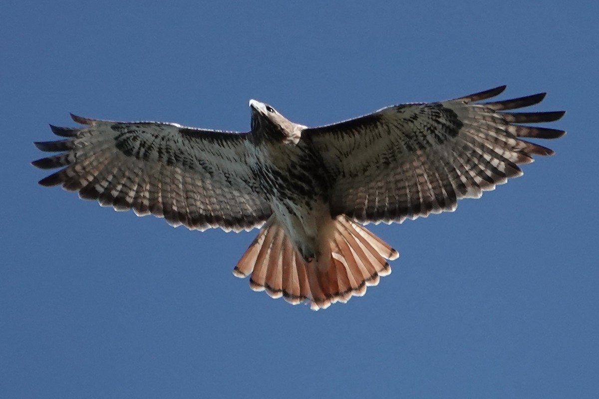 Busardo Colirrojo - ML647298283