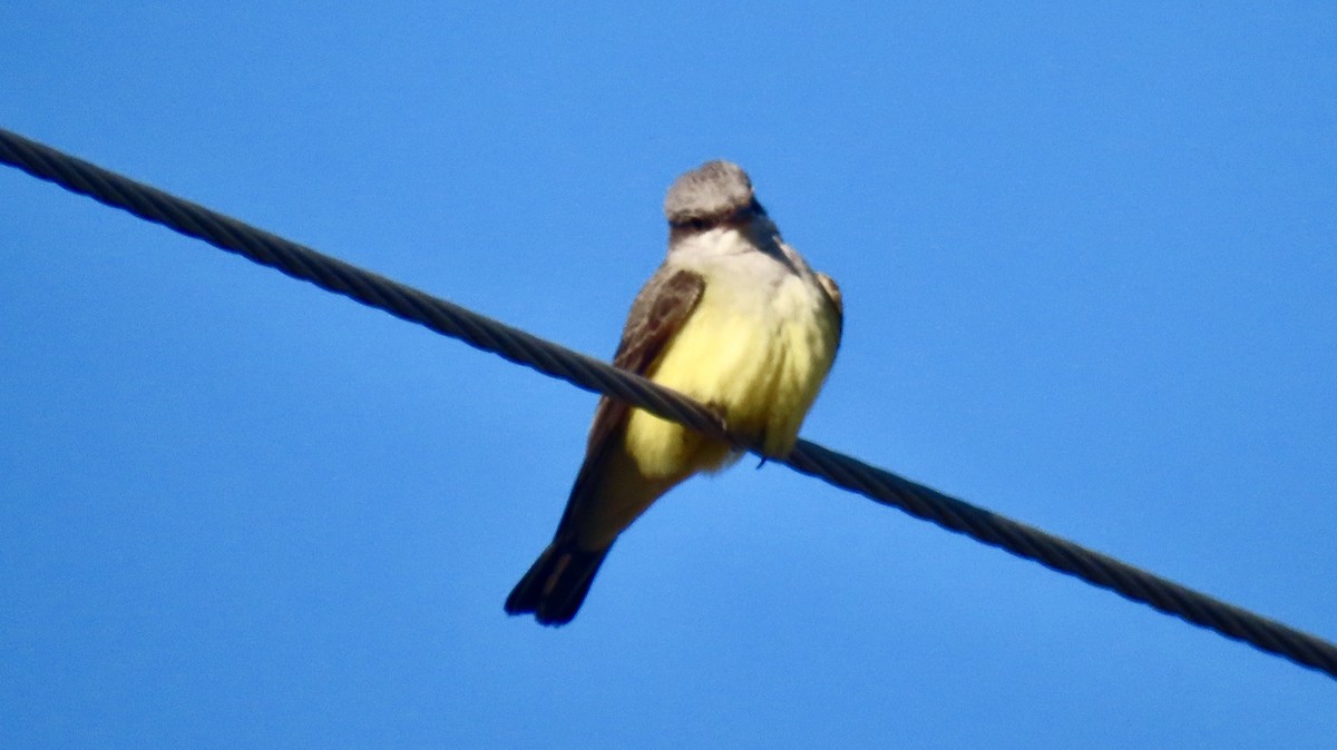 Tirano Occidental - ML647298284