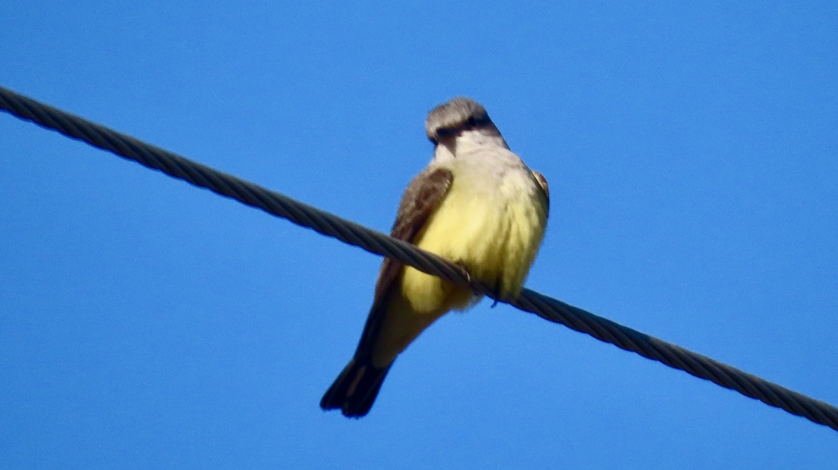 Tirano Occidental - ML647298285