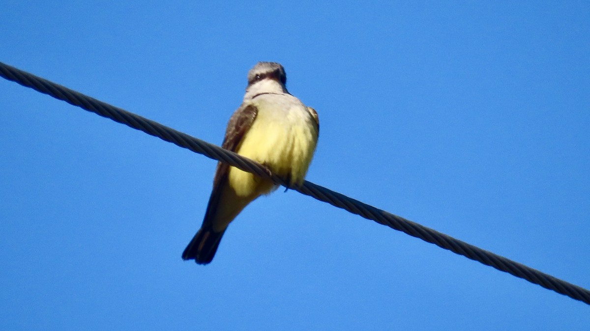 Tirano Occidental - ML647298286