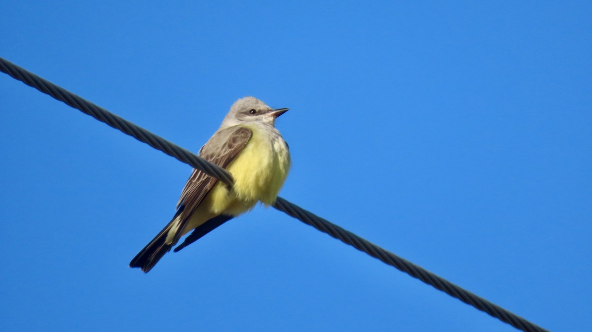 Tirano Occidental - ML647298287