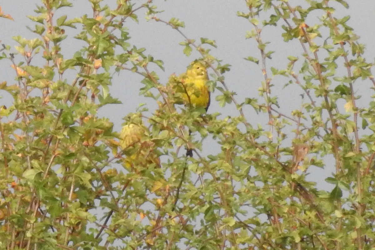 Escribano Cerillo - ML647298288