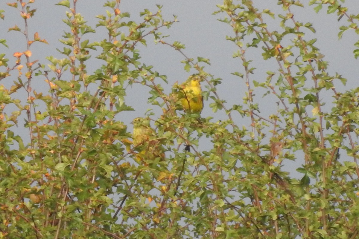 Escribano Cerillo - ML647298289