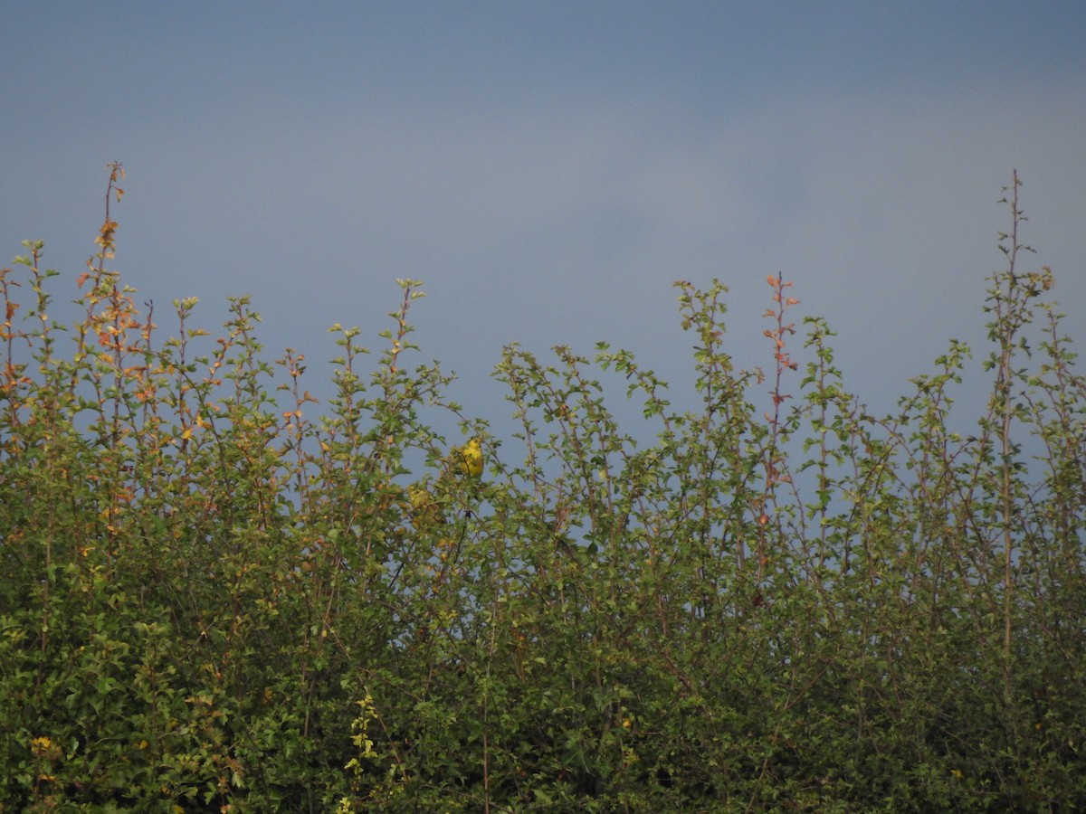 Escribano Cerillo - ML647298290