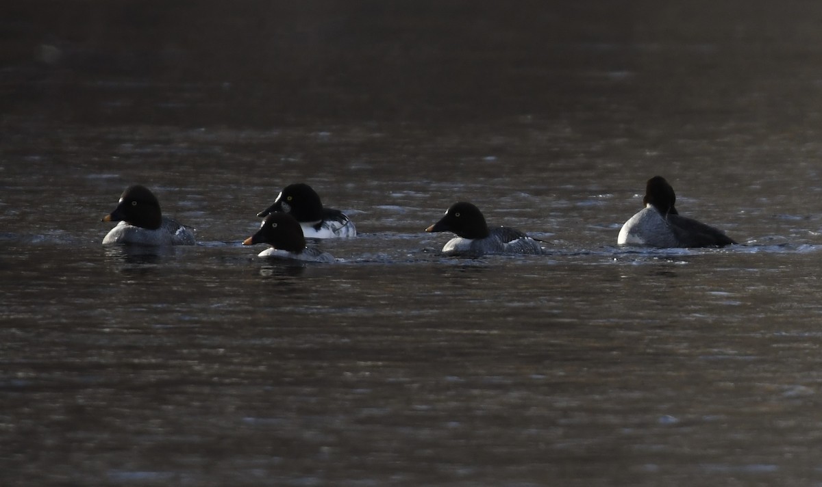 Porrón Islándico - ML647298291