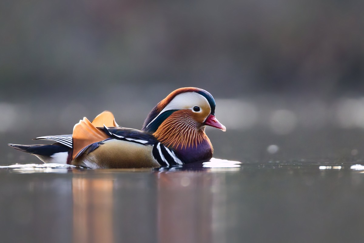 Pato Mandarín - ML647298292