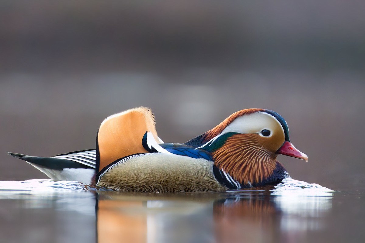 Pato Mandarín - ML647298293