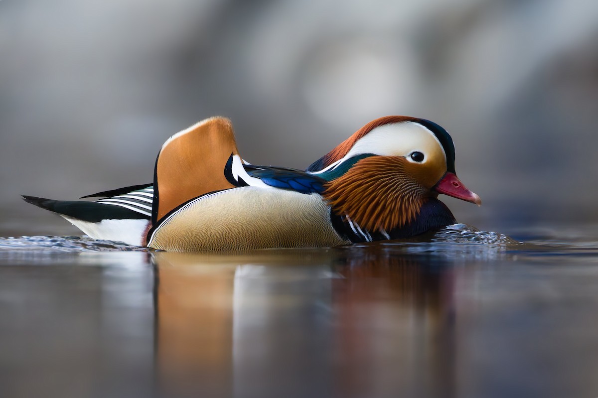 Pato Mandarín - ML647298294