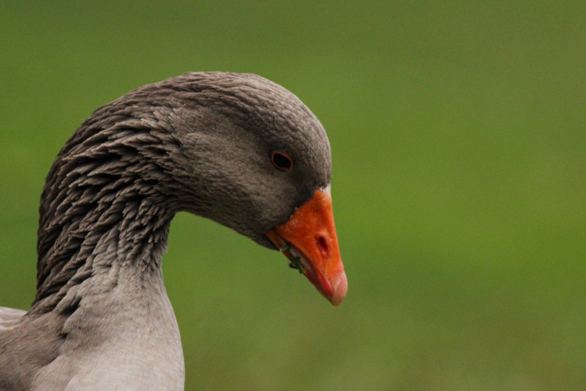 Ánsar Común - ML647298295