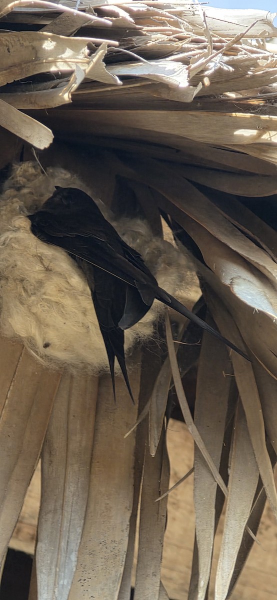 Vencejo Palmero Malgache - ML647298296