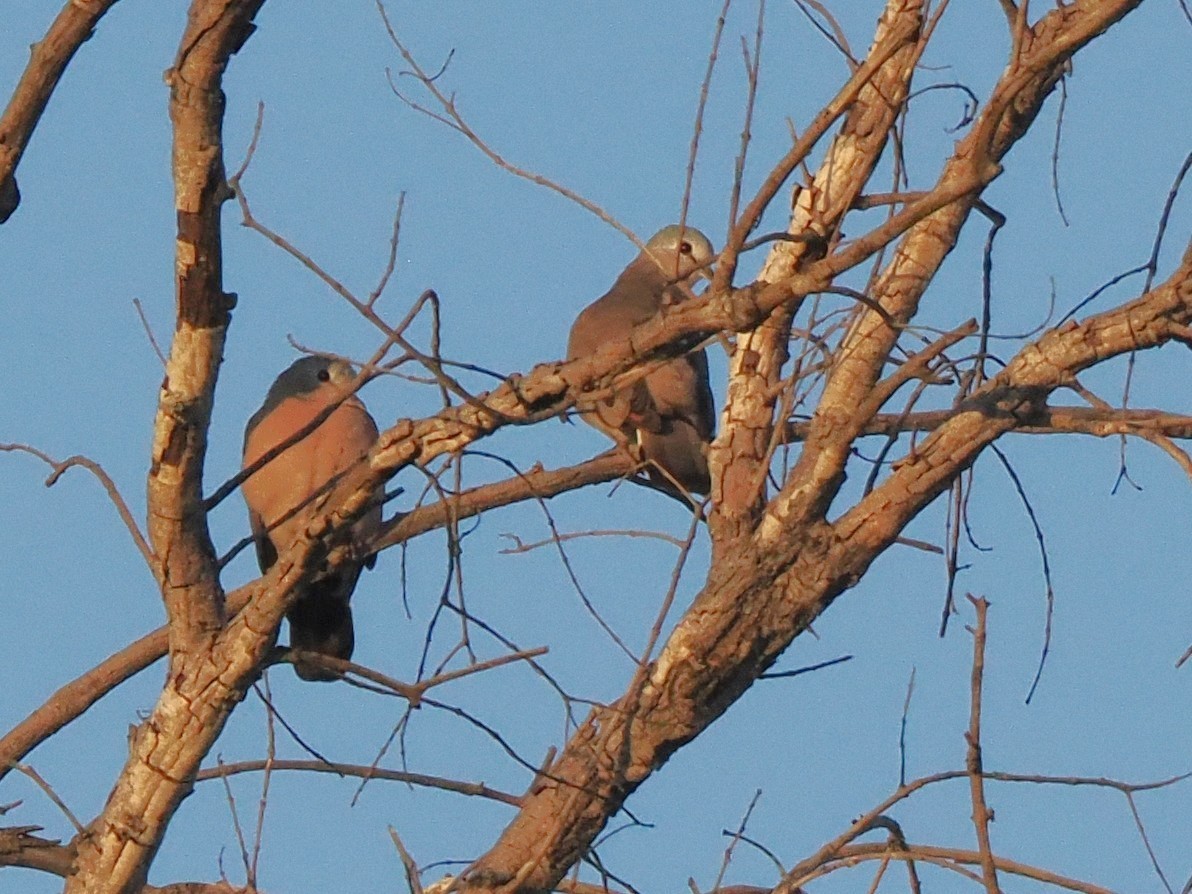 Tórtola de El Cabo - ML647298297