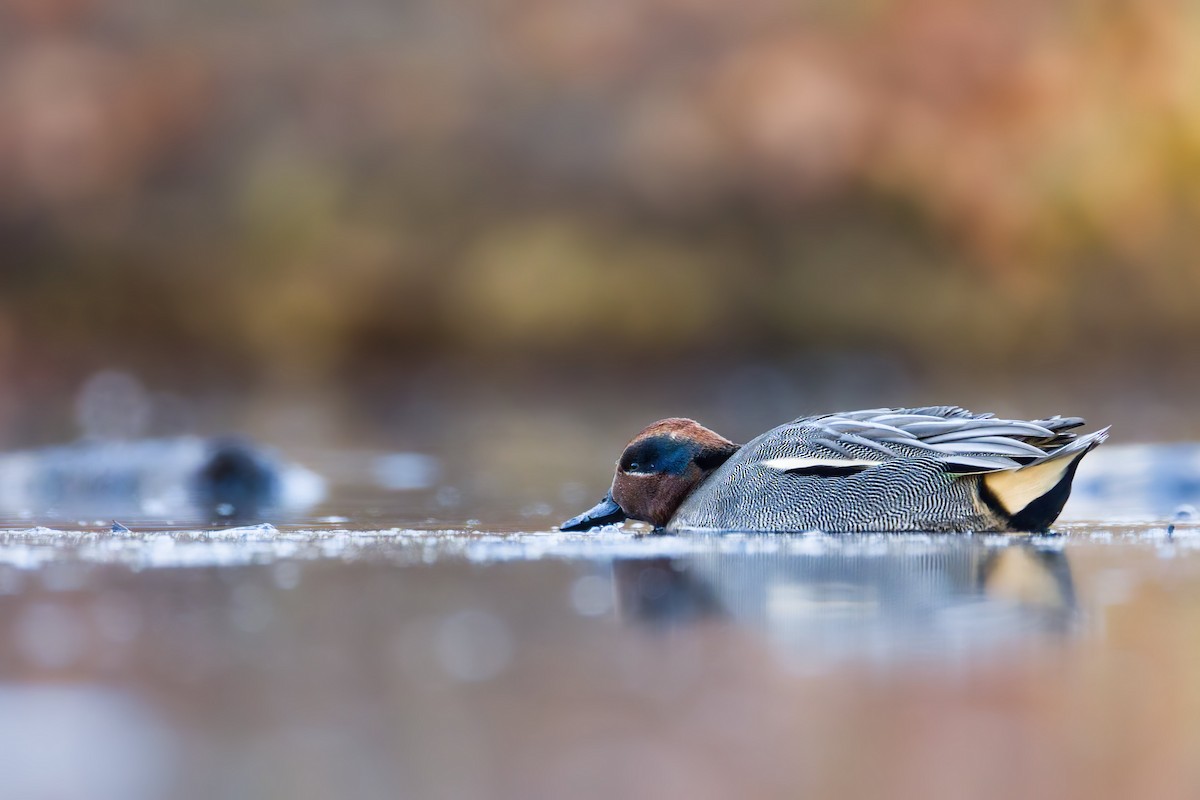 Cerceta Común - ML647298299