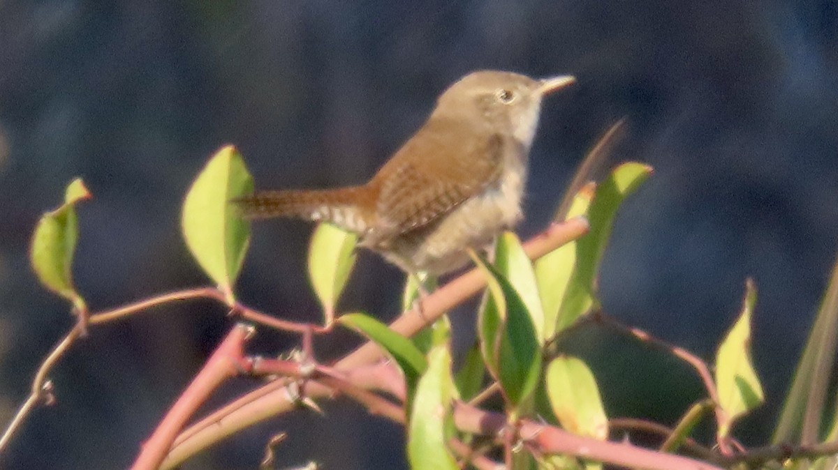 Chochín Criollo Norteño - ML647298300