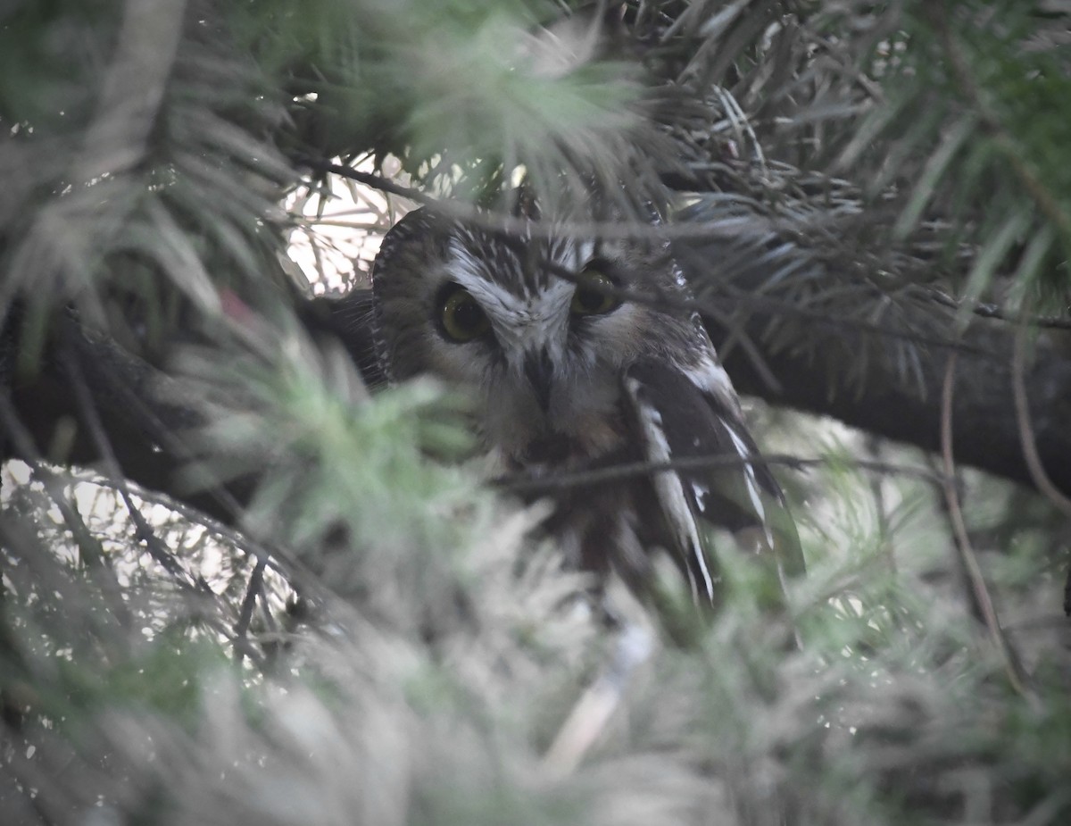 Mochuelo Cabezón - ML647298303