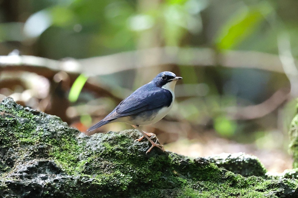 Ruiseñor Azul - ML647298304