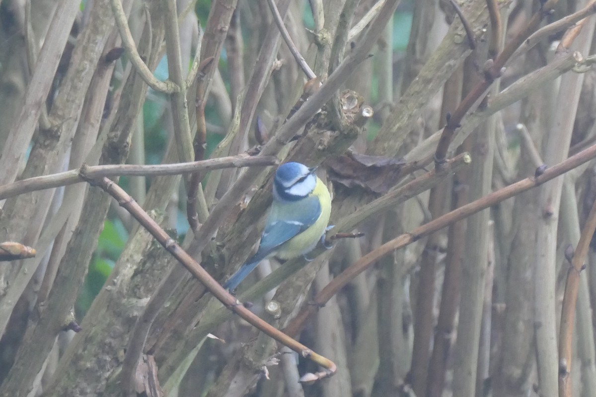 Herrerillo Común - ML647298305