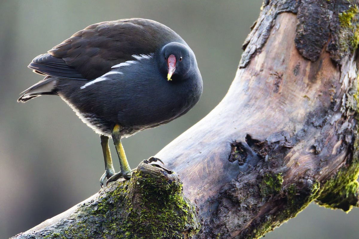 Gallineta Común - ML647298306