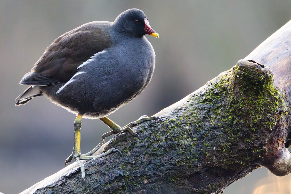 Gallineta Común - ML647298307