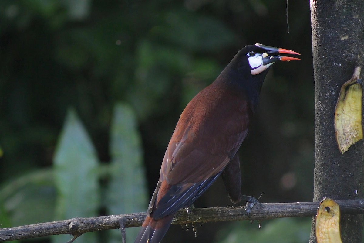 Cacique de Moctezuma - ML647298309