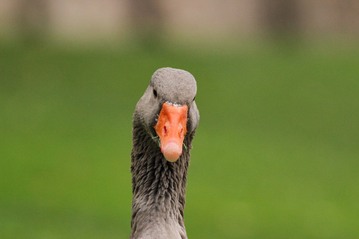 Ánsar Común - ML647298310