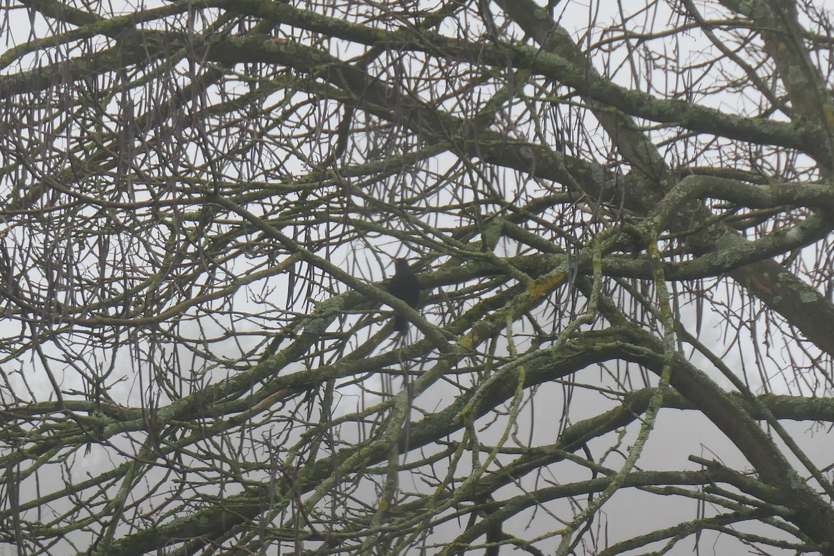 Mirlo Común - ML647298311