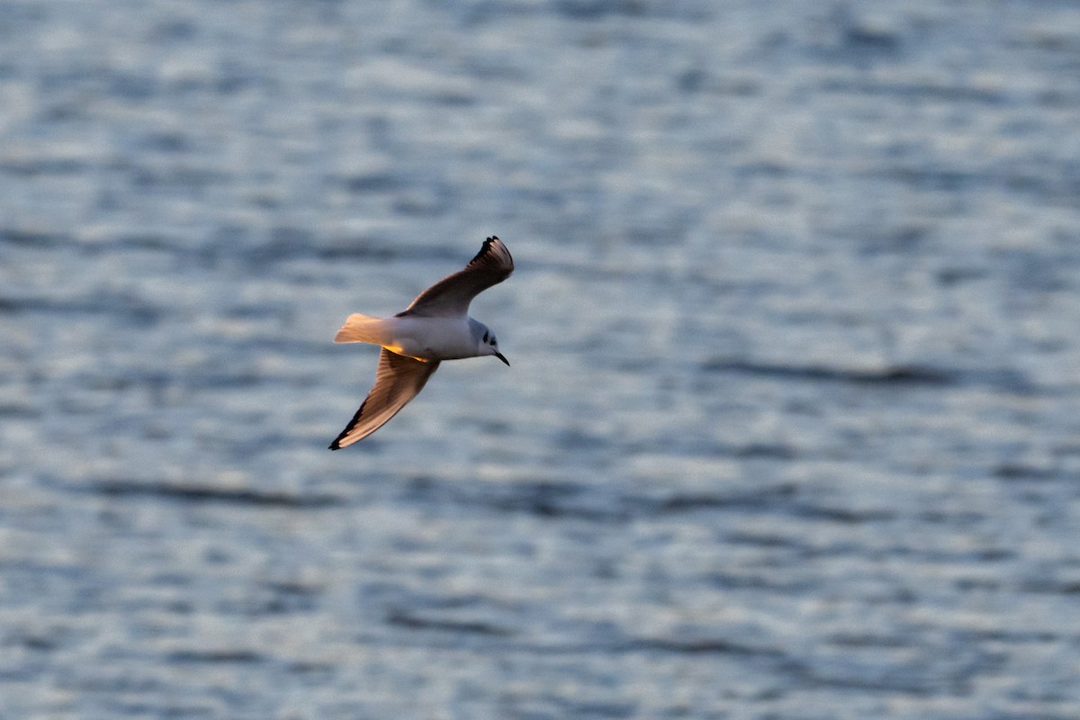 Gaviota de Bonaparte - ML647298312