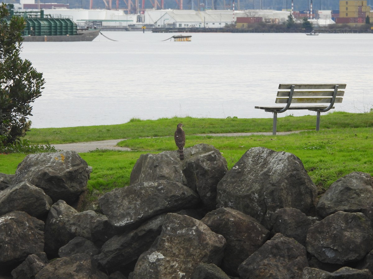 Cooper's Hawk - ML647298347