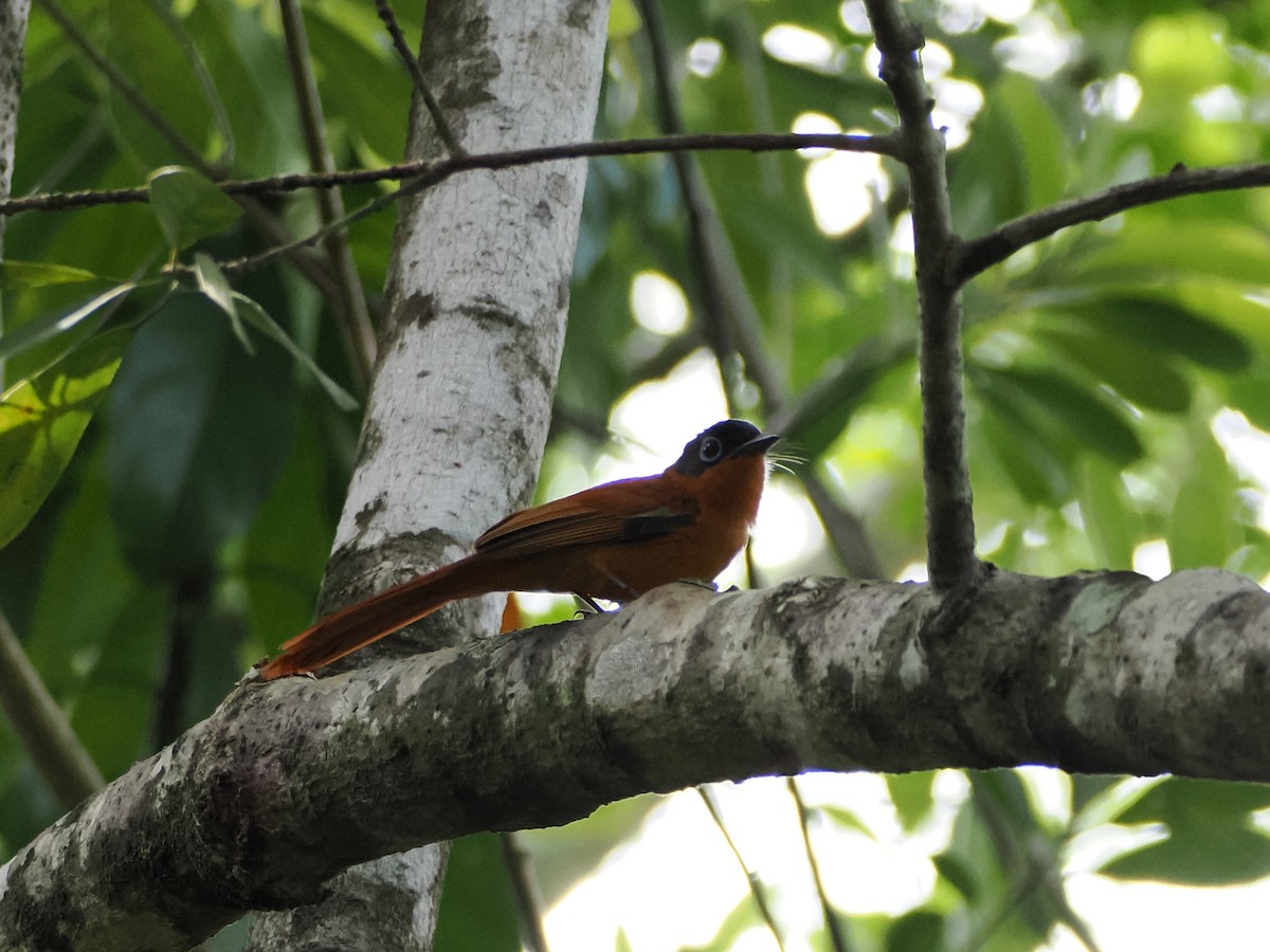 Malagasy Paradise-Flycatcher - ML647298354