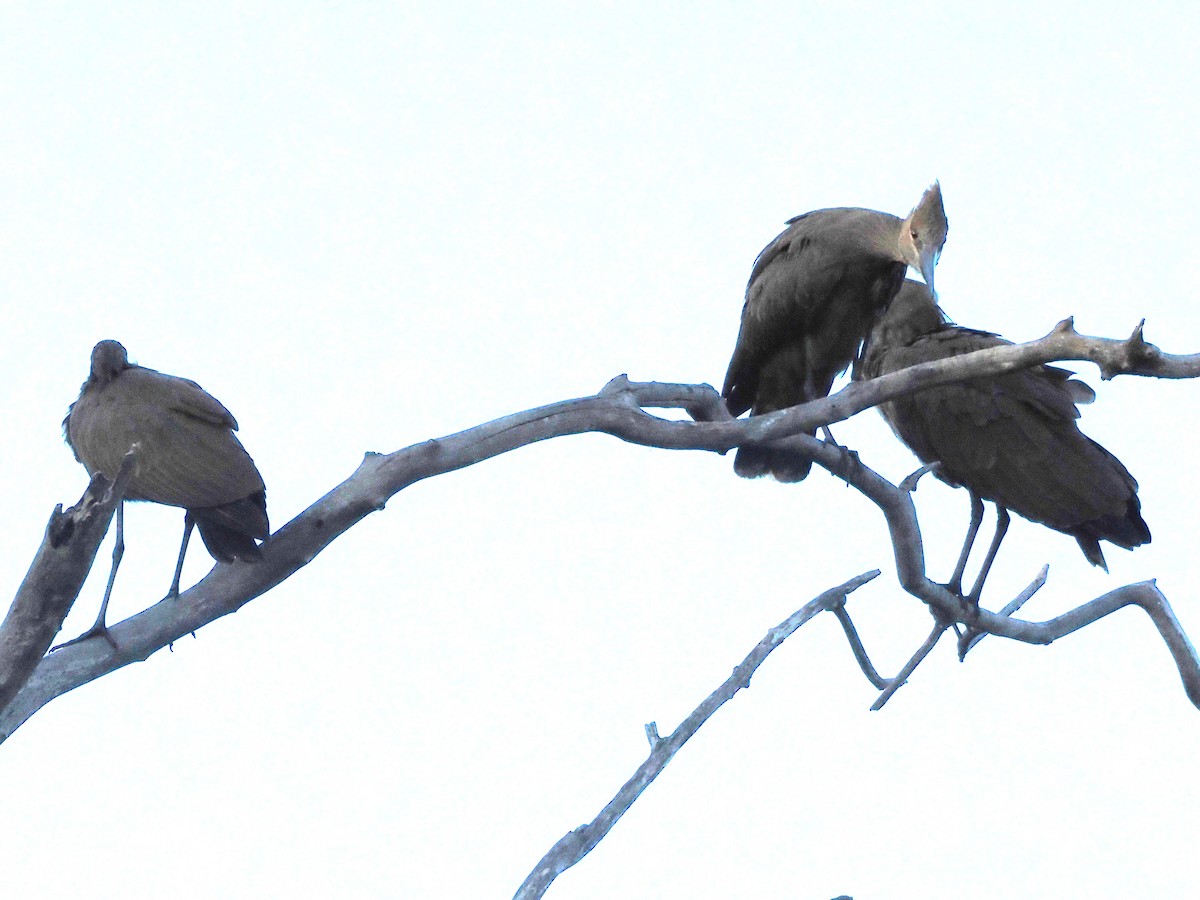 kladivouš africký - ML647298362