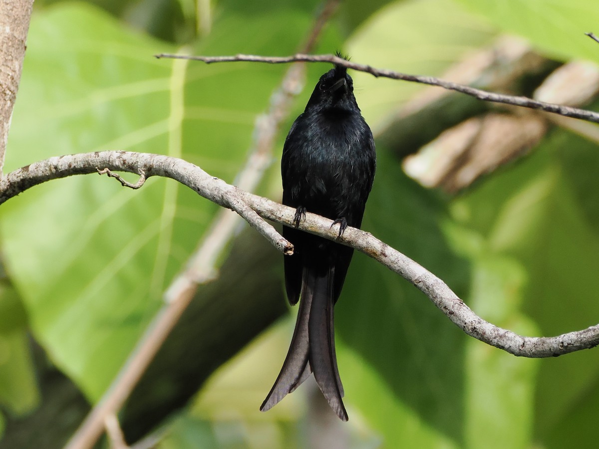 Crested Drongo - ML647298378