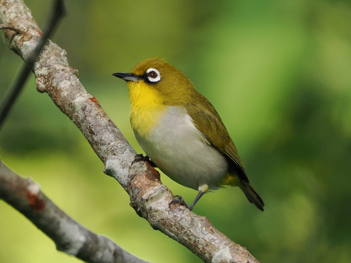 Malagasy White-eye - ML647298412