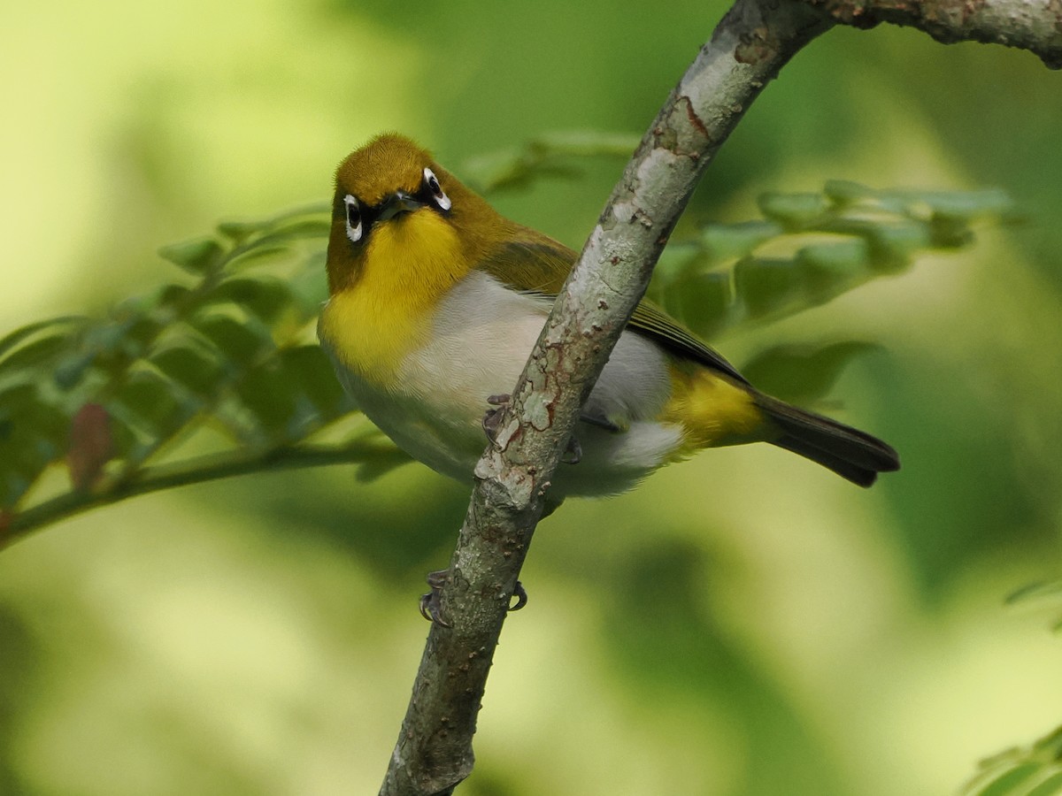 Malagasy White-eye - ML647298427