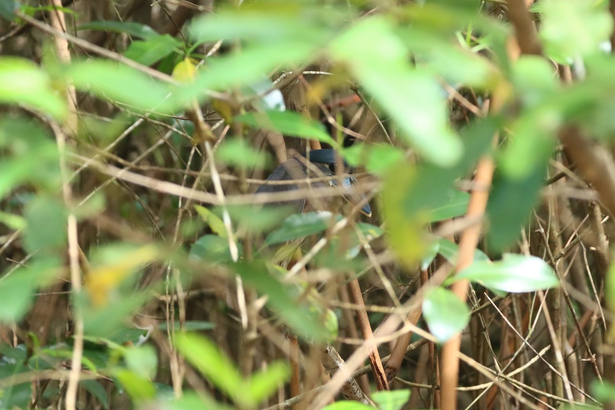 Boat-billed Heron - ML647298433