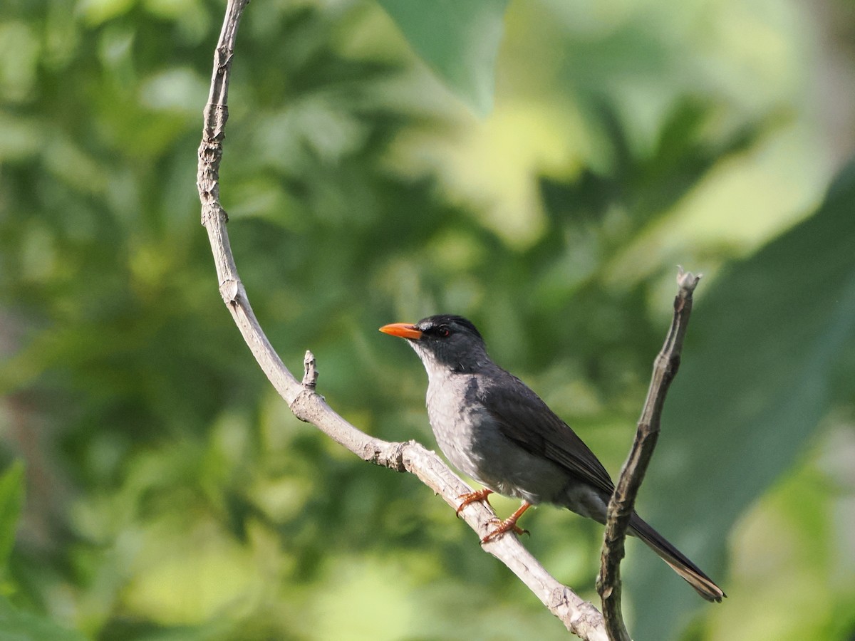 Malagasy Bulbul - ML647298452
