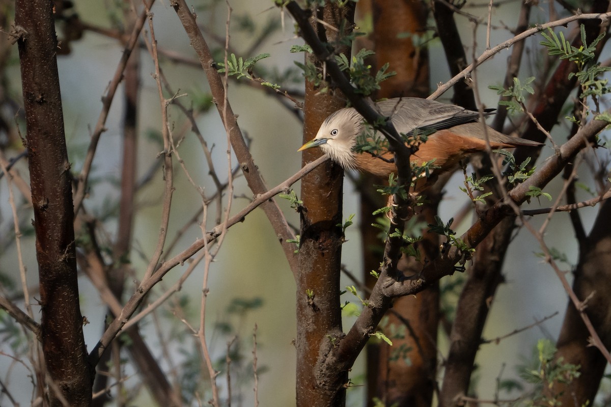 gråhodestær - ML647298455