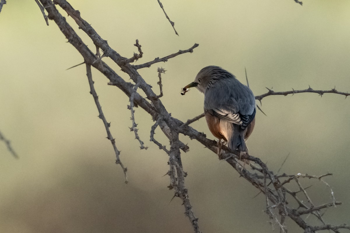 gråhodestær - ML647298457