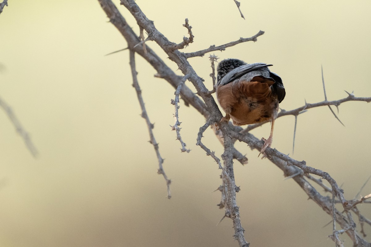 gråhodestær - ML647298458